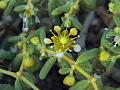 Unbranched Bean-Caper